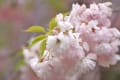 広陵町・長福寺の八重桜