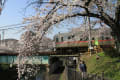 境川の桜が満開です