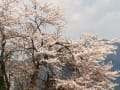 小町の郷の桜。