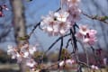 ２０１１　開成山公園の桜