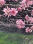 偕楽園・不動の滝（静岡県裾野市）