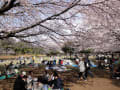 大庭城址公園の桜