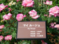 薔薇園２