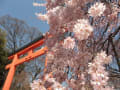 平野神社 2011/4/6