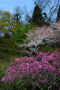 山科毘沙門天の桜