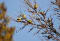 2011－01野鳥