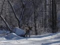 雪の中のボールとってこいが好き♪