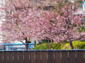 2016年2月13日　東京下町に満開の河津桜発見！