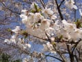 目黒川の桜