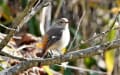 兵庫県三木市三木山の探鳥