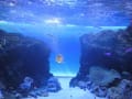 広島市観音の水族館にて