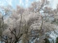 大峰山桜公園の花