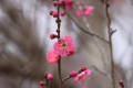 春を呼ぶ秩父の花