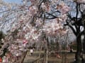 3月28日滝の慈眼寺の枝垂桜、椿他