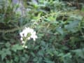 厄介な竹・・・家庭菜園にて～。風景、花、花壇の手入れ～。休日