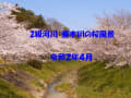 垂木川の桜風景　2020