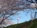 まるこの散歩道の桜並木