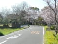 多布施川  2013/3/21  桜の季節