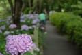 大平山の紫陽花