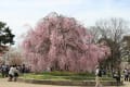 2012年4月15日　平安神宮(紅枝垂れ桜）