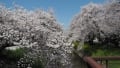 [4]240407_133404五条川の桜012.jpg