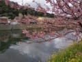 河津桜を見にいきました