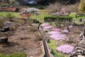 芝さくらの綺麗な寺です