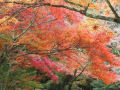 落着いた風景「お寺の紅葉」