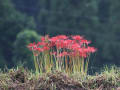 Ryuの花便り．．．寒水（そうず）の彼岸花