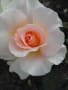 2013.5.29 rose garden
