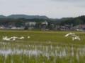 冬の到来、白鳥が来ました。