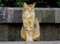 [4]孤高の猫４.JPG