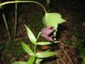 六甲山高山植物園とオルゴール館