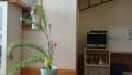 お花を生けました　新風体です