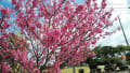 2021年　暖かだった沖縄の冬・桜のある風景