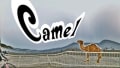 [7]Camel