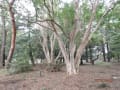 令和元年10月　しまさるすべりの巨木は公園内に何本もあります。right wise