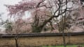2017年京都醍醐寺の桜と哲学の道