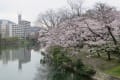 最高でした。～長寿園の桜～