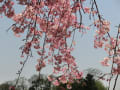 兵庫県加東市千鳥川堤の枝垂れ桜