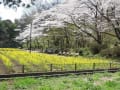 横浜児童遊園地の桜