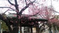 寒緋桜=荏原神社=2016.1.23