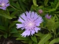 [540]Stokesia607064.JPG