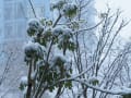 冬芽の枝にも雪の花模様