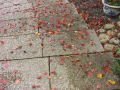 1紅葉の落ち葉