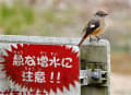 一番近くの探鳥　天上川