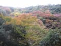 大阪府箕面市・明治の森、「箕面の滝」の紅葉