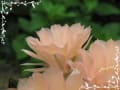 [22]サボテンの花