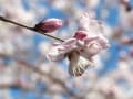 今年の桃の花