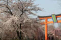 2012年平野神社の桜